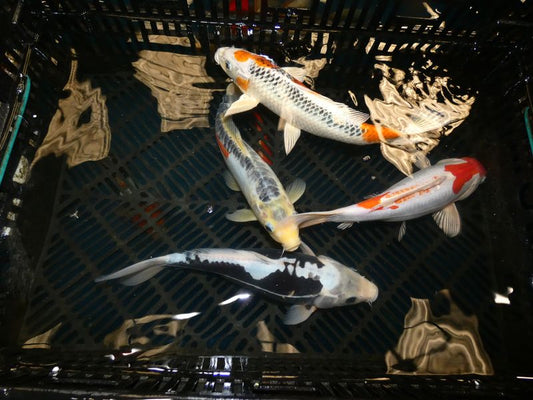 KOI "A" GRADE HAND PICKED  10-12"