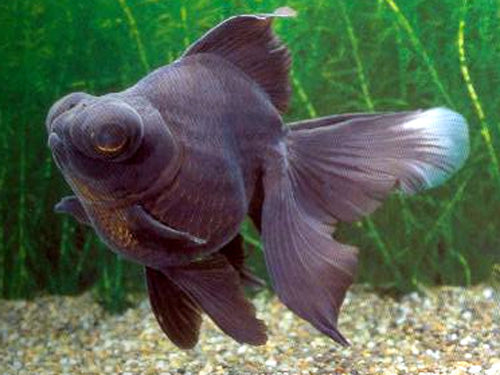BLACK MOOR  M