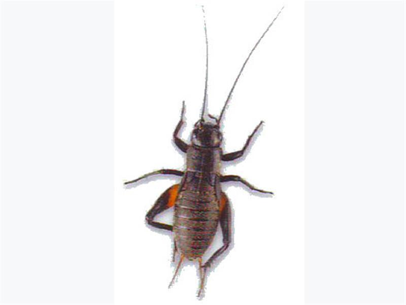 Black Crickets Medium (4TH)