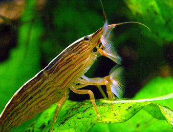 ATYA BAMBOO SHRIMP  3"