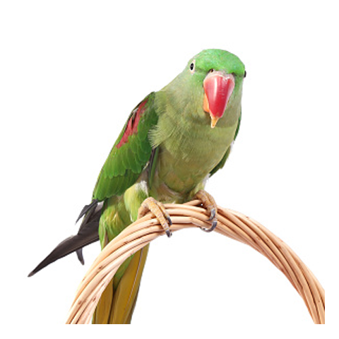 Alexandrine