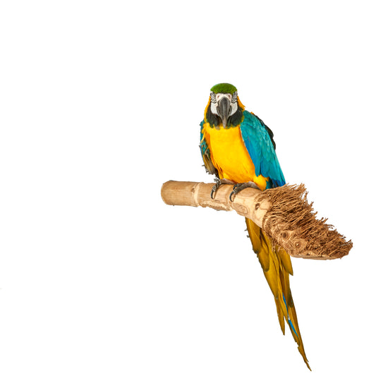 Bamboo Perch - Medium