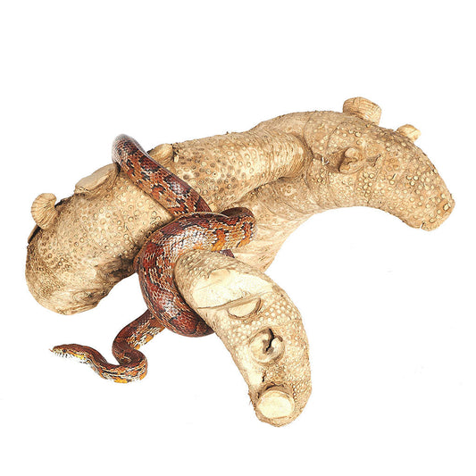 Spider Root Large