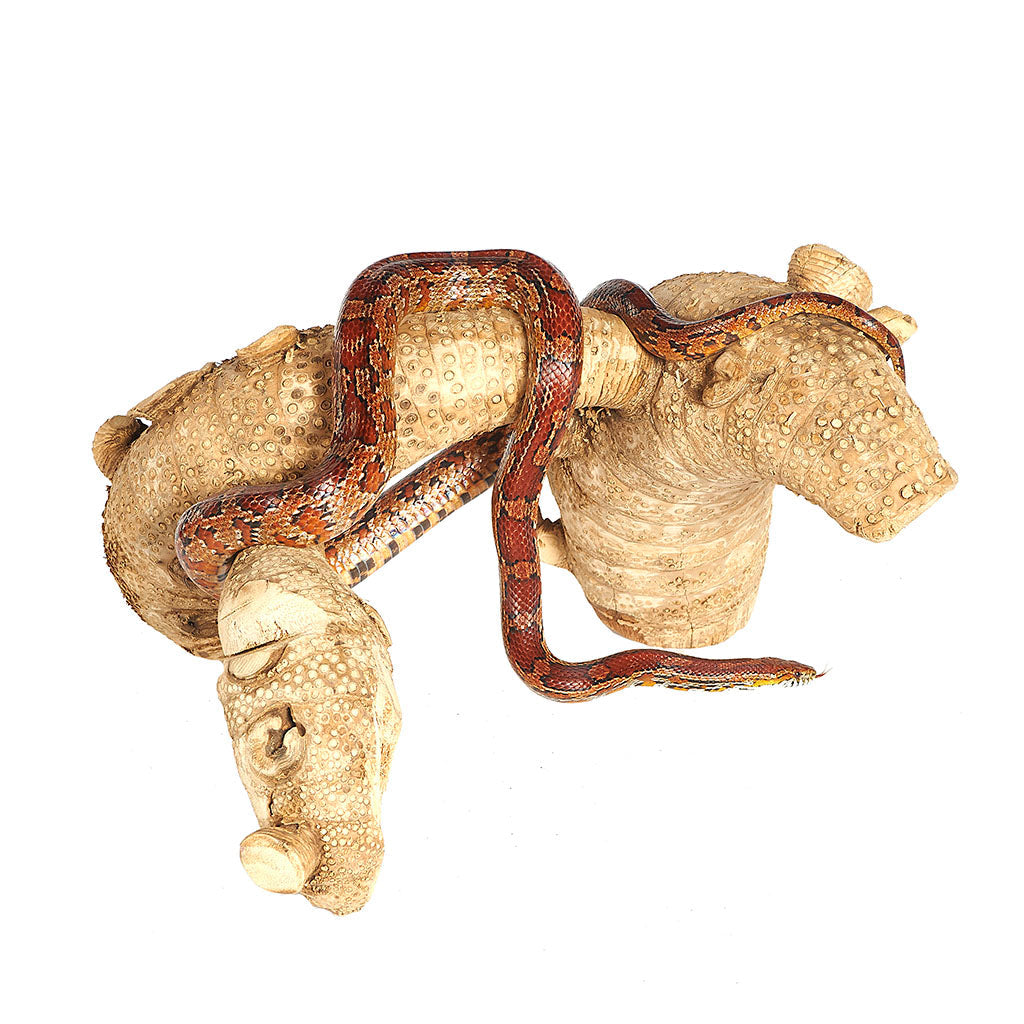 Spider Root Medium