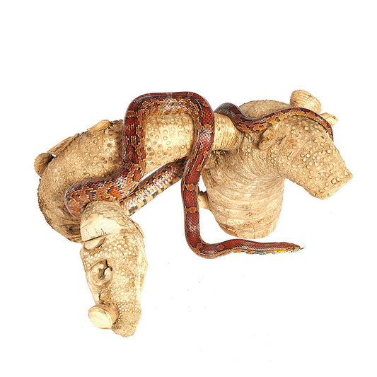 Spider Root Medium