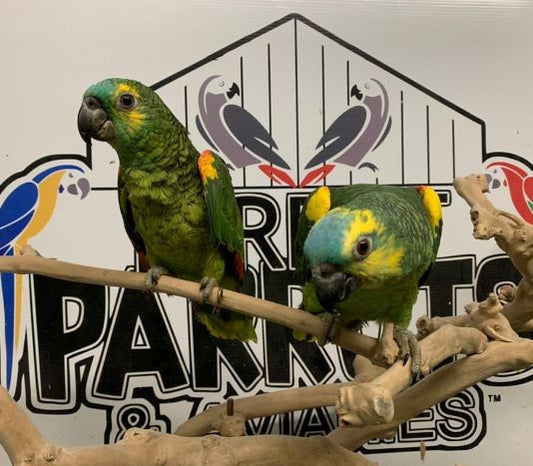 Blue-Fronted Amazon