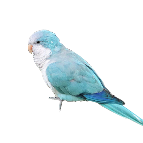 Blue Quaker