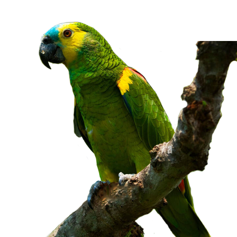 Bolivian Blue-Fronted Amazon