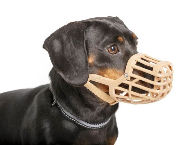 Box muzzle hotsell