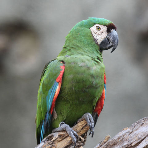 Chestnut-Fronted Macaw