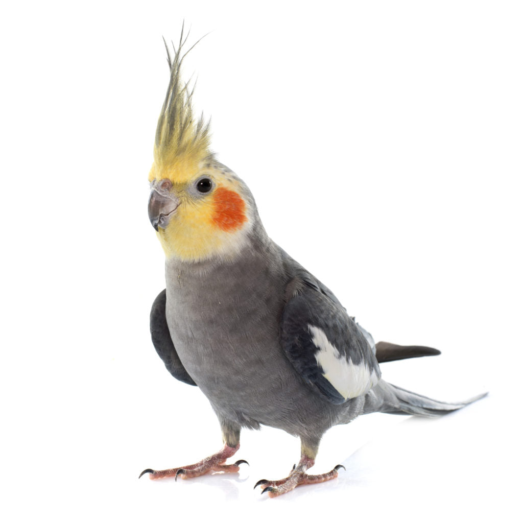 Grey Cockatiel