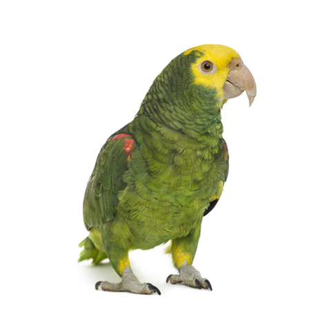 Double Yellow Headed Amazon DirectParrots