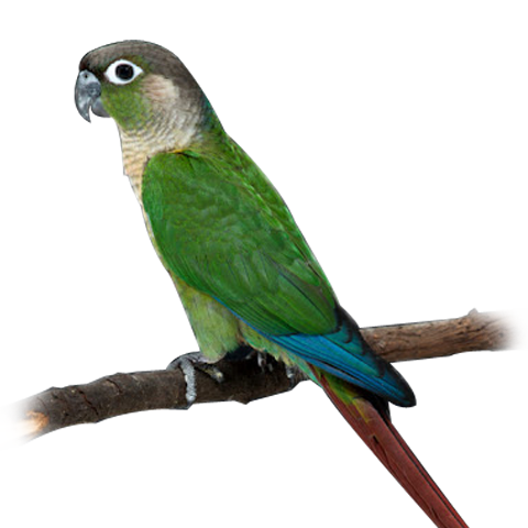 Green-Cheeked Conure
