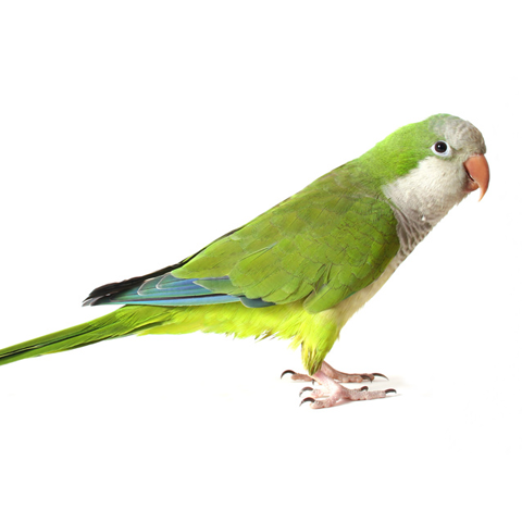 Quaker