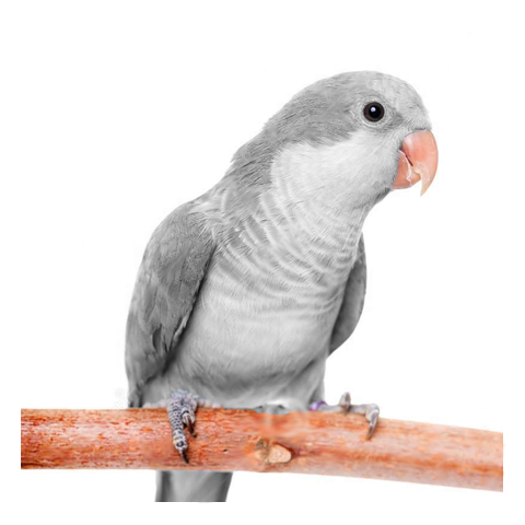 Grey Quaker