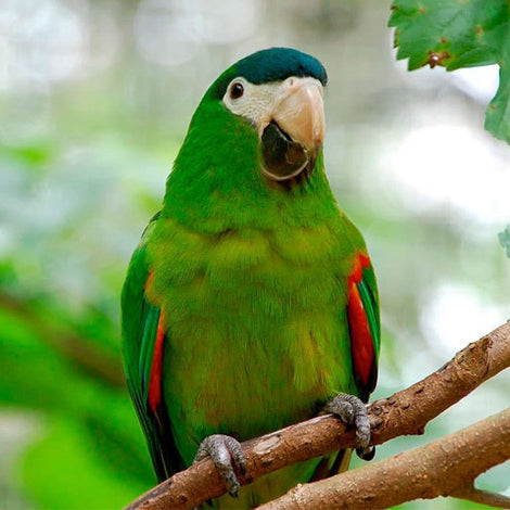 Hahns macaw for sale deals