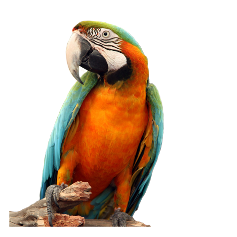 Harlequin Macaw
