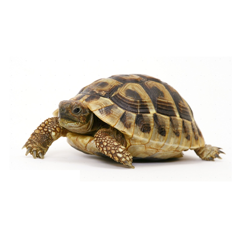 Hermann's Tortoise