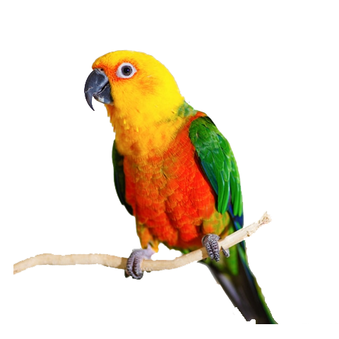 Jenday Conure