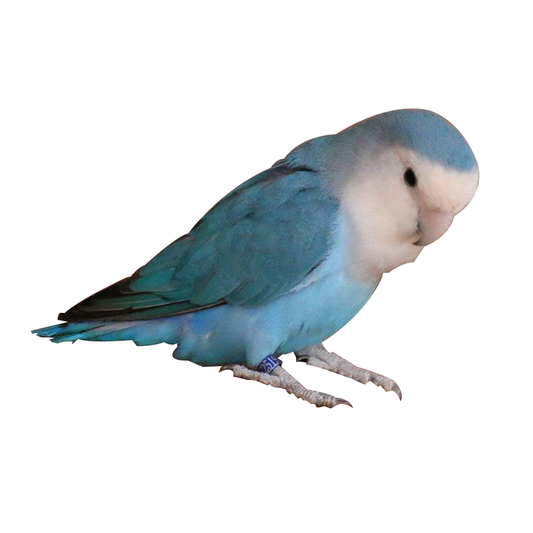 Lovebird