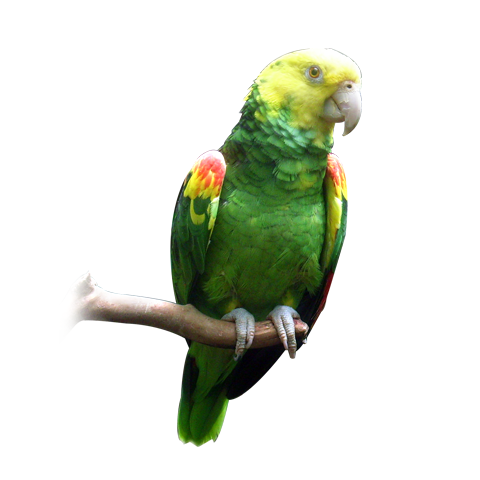 Magna Double Yellow-Headed Amazon