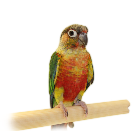 Pineapple Conure