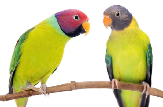 Plum-Headed Parakeet
