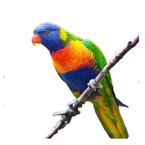 Rainbow Lorikeet