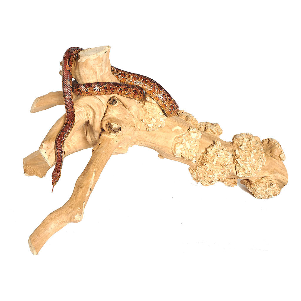 Java Reptile Branch Large