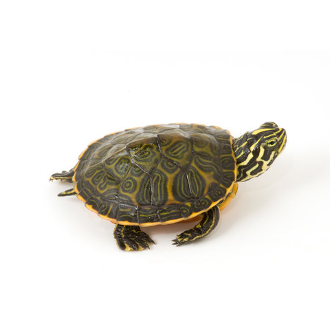 River Cooter Turtle