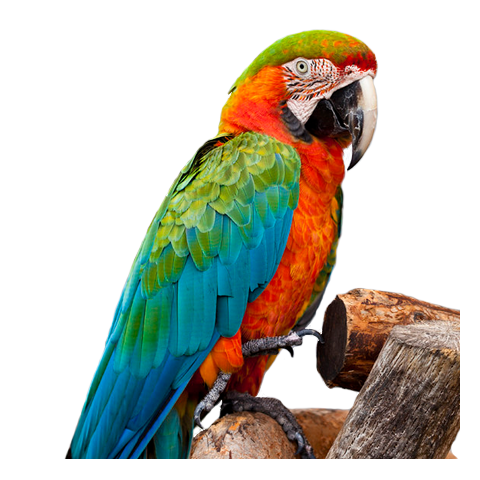 Shamrock Macaw