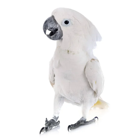 Umbrella sales cockatoo toys