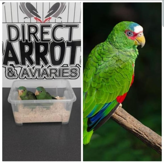 White Fronted Amazon