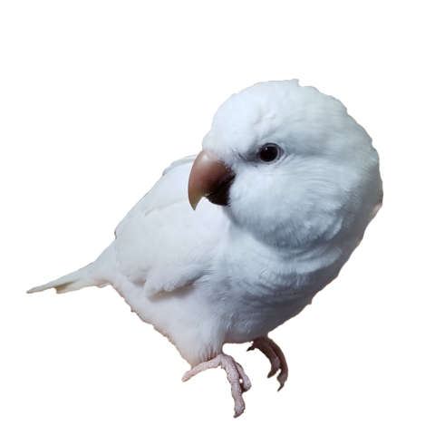 Albino Quaker DirectParrots