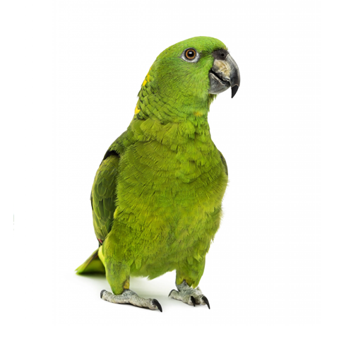 Yellow-Naped Amazon