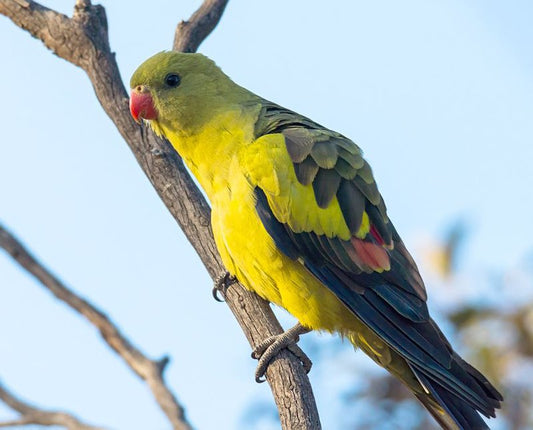 Rock Pebbler Parakeet